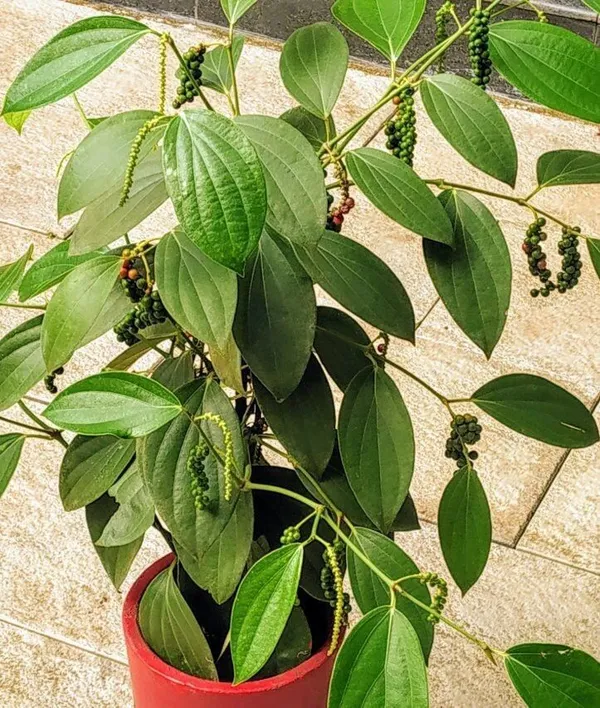 Black_Pepper_Plant_(Hybrid,_Pack_of_1)