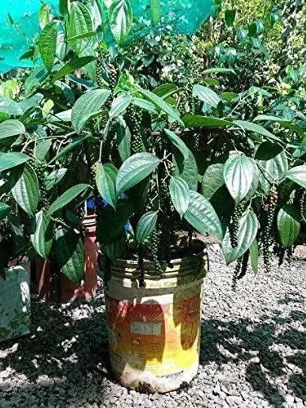 Black_Pepper_Plant_(Hybrid,_Pack_of_1)