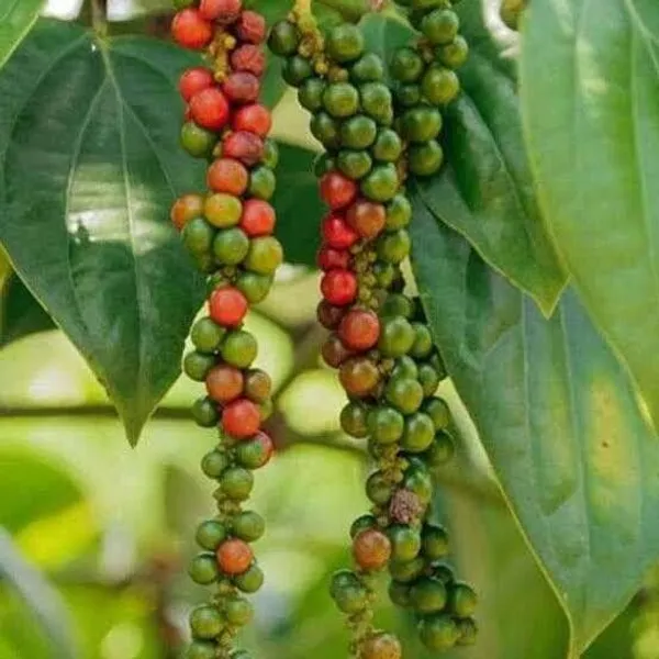 Black_Pepper_Plant_(Hybrid,_Pack_of_1)