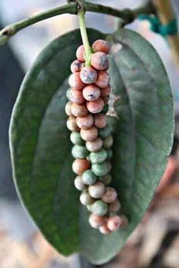 Black_Pepper_Plant_(Hybrid,_Pack_of_1)