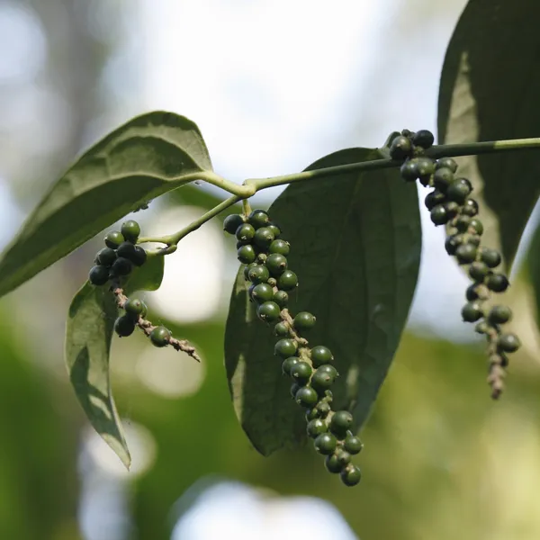 Black_Pepper_Plant_(Hybrid,_Pack_of_1)