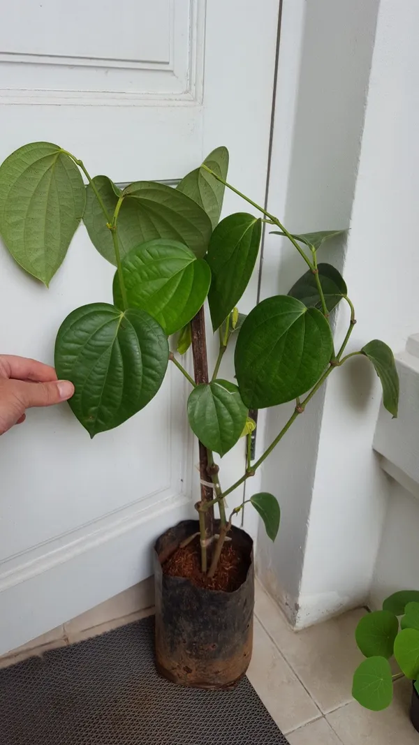 Black_Pepper_Plant_(Hybrid,_Pack_of_1)