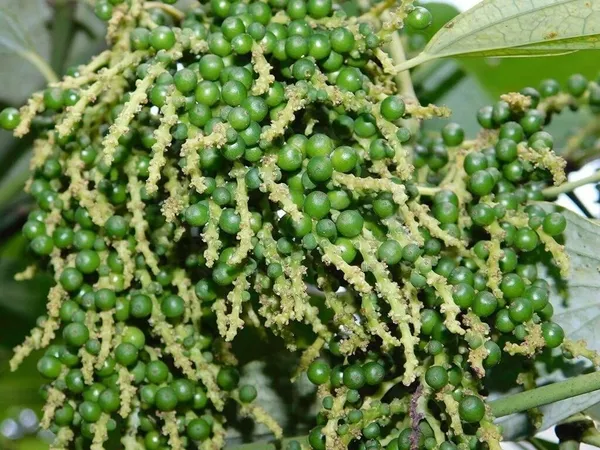 Black_Pepper_Plant_(Hybrid,_Pack_of_1)