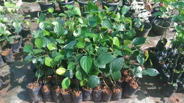 Black_Pepper_Plant_(Hybrid,_Pack_of_1)