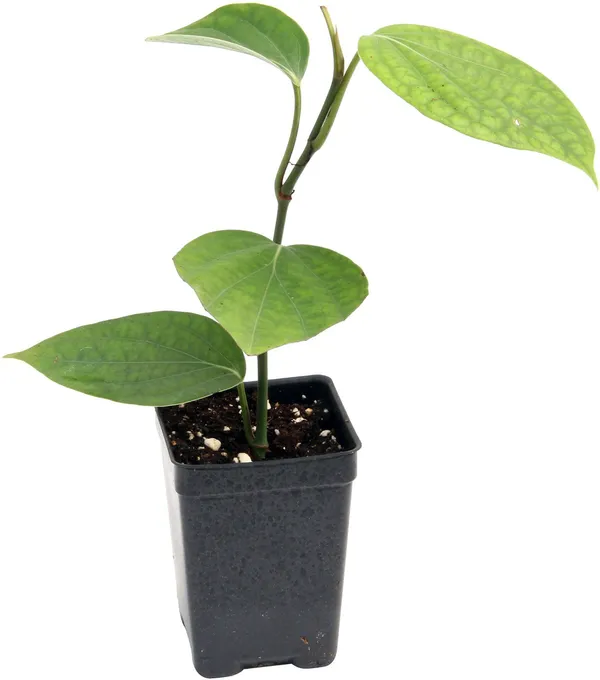 Black_Pepper_Plant_(Hybrid,_Pack_of_1)