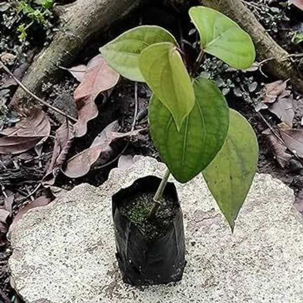 Black_Pepper_Plant_(Hybrid,_Pack_of_1)