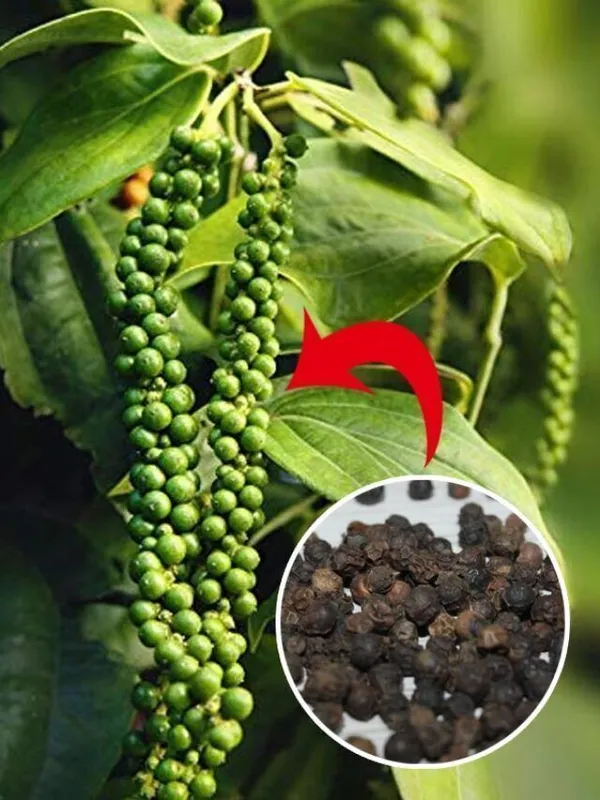 Black_Pepper_Plant_(Hybrid,_Pack_of_1)