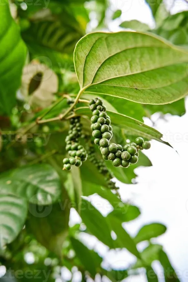 Black_Pepper_Plant_(Hybrid,_Pack_of_1)
