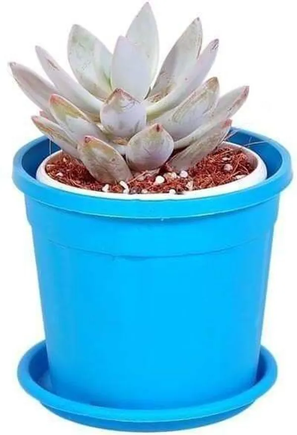 Echeveria_Black_Prince_Plant_(Hybrid,_Pack_of_1)