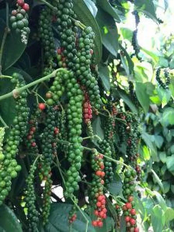 Black_Pepper_Plant_(Hybrid,_Pack_of_1)