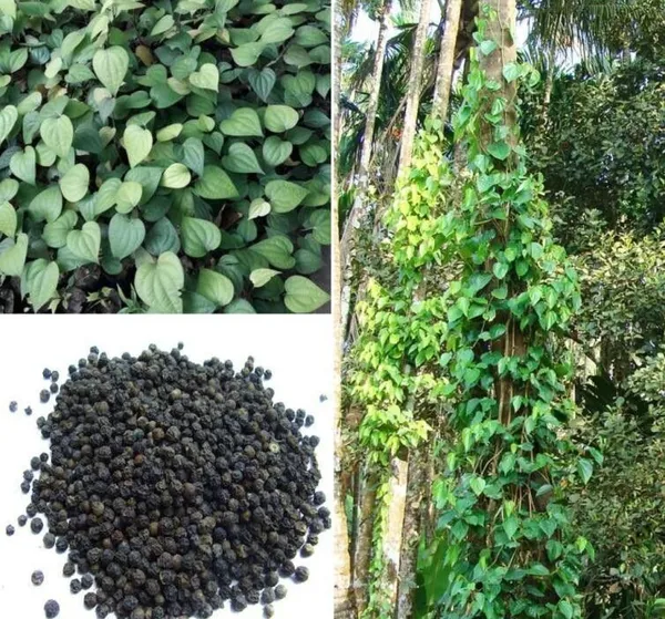 Black_Pepper_Plant_(Hybrid,_Pack_of_1)
