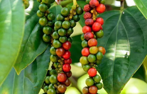 Black_Pepper_Plant_(Hybrid,_Pack_of_1)