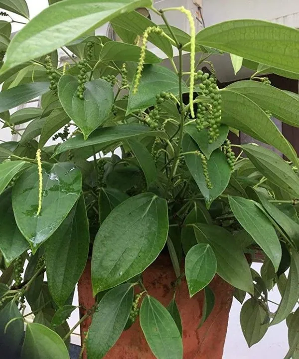 Black_Pepper_Plant_(Hybrid,_Pack_of_1)