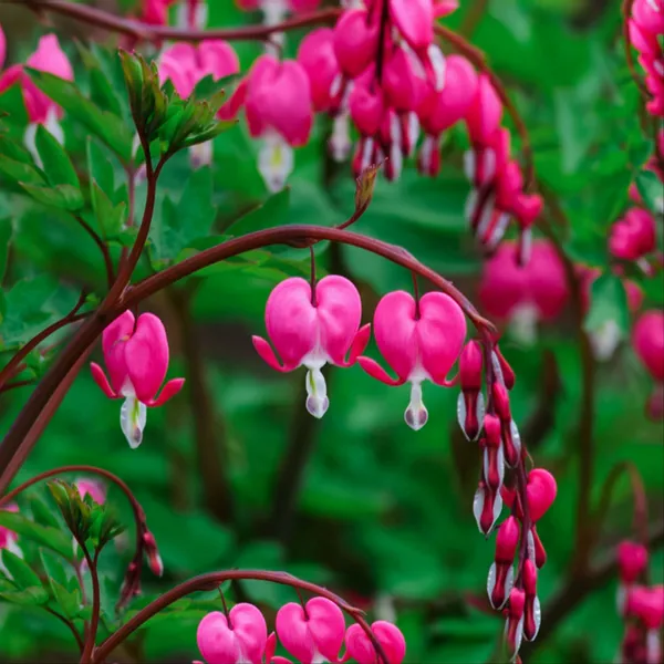 Broken_Heart_Plant_(Hybrid,_Pack_of_1)