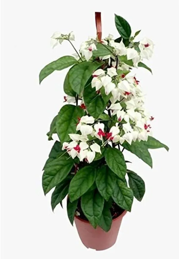 Broken_Heart_Plant_(Hybrid,_Pack_of_1)