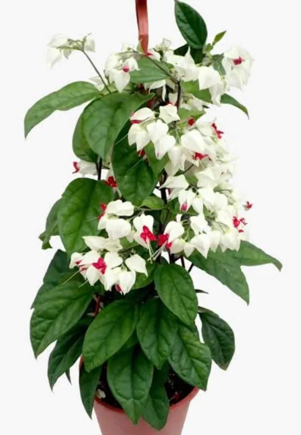Dracaena_Golddust_Plant_(Hybrid,_Pack_of_1)