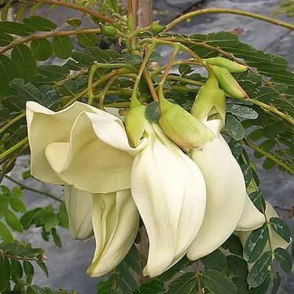ZZ_Plant_(Hybrid,_Pack_of_1)