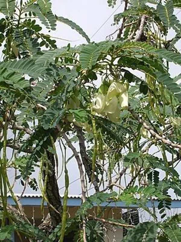 ZZ_Plant_(Hybrid,_Pack_of_1)