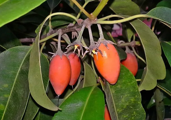ZZ_Plant_(Hybrid,_Pack_of_1)