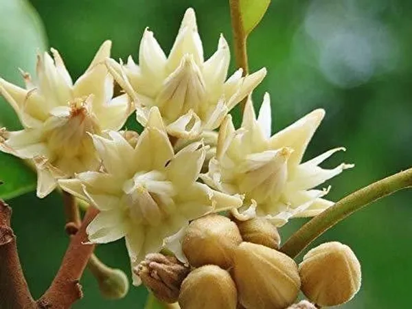 ZZ_Plant_(Hybrid,_Pack_of_1)