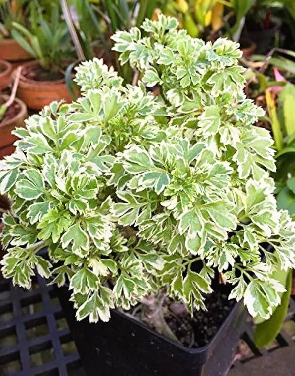 Aralia_Plant_(Hybrid,_Pack_of_1)