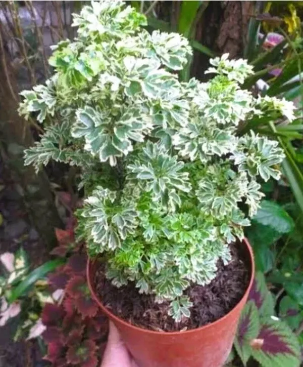 Aralia_Plant_(Hybrid,_Pack_of_1)