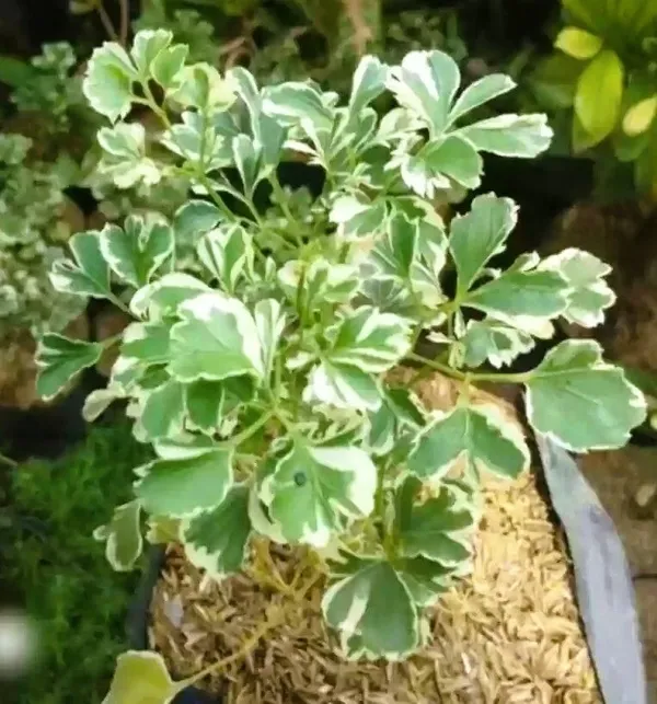 Aralia_Plant_(Hybrid,_Pack_of_1)