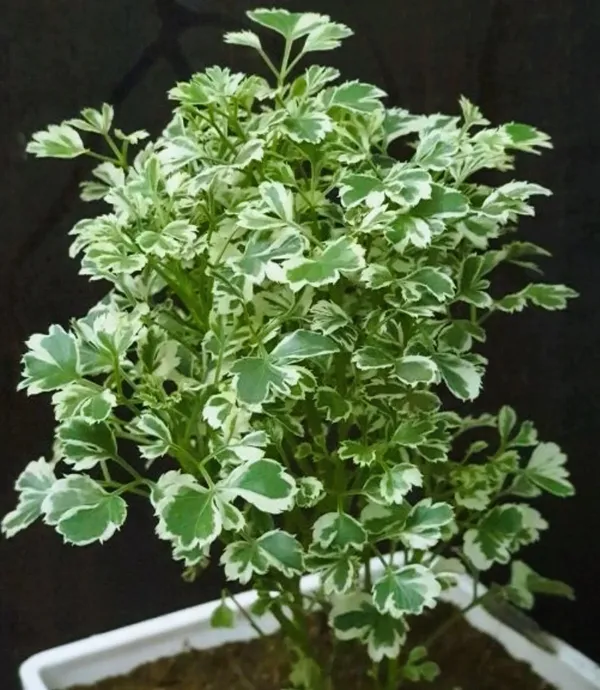 Aralia_Plant_(Hybrid,_Pack_of_1)