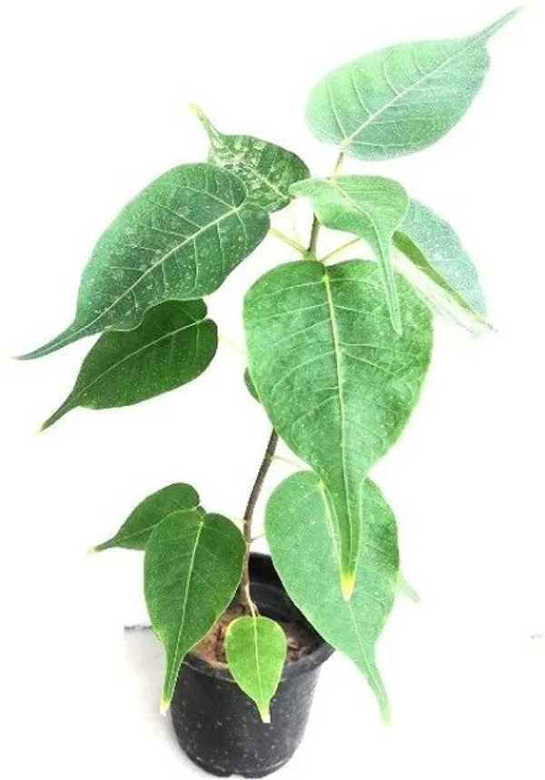 Sageretia_Plant_(Hybrid,_Pack_of_1)
