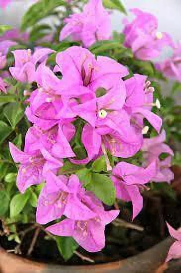 Bougainvillea_Plant_(Hybrid,_Pack_of_1)