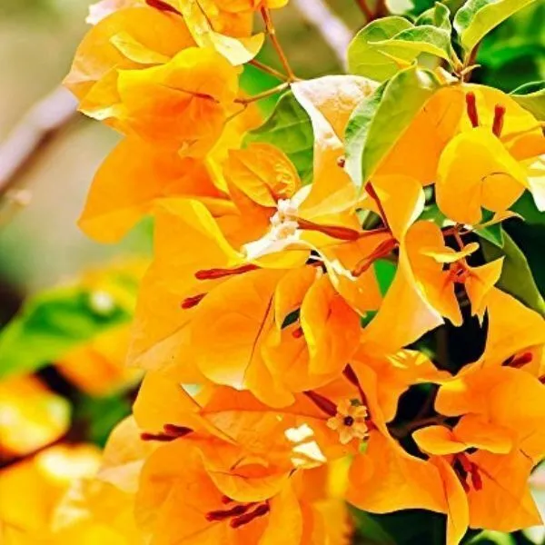 Bougainvillea_Plant_(Hybrid,_Pack_of_1)