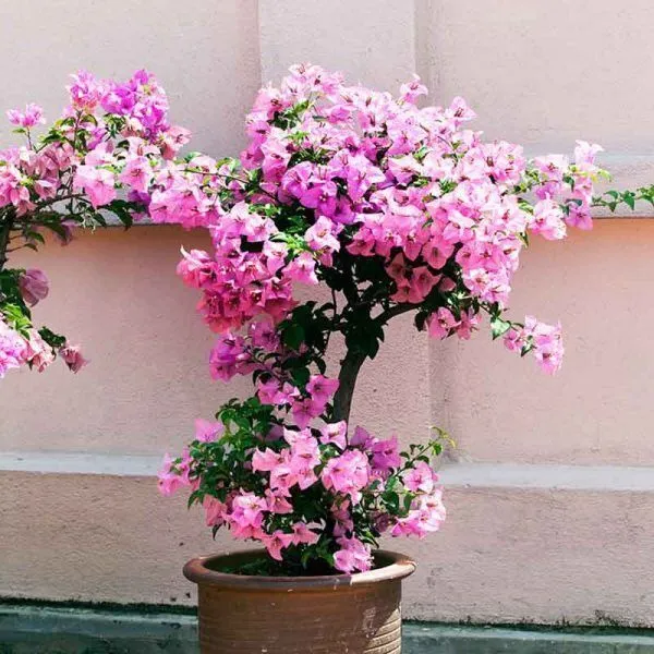 Bougainvillea_Plant_(Hybrid,_Pack_of_1)