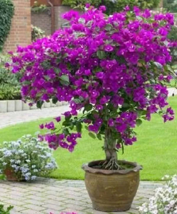 Bougainvillea_Plant_(Hybrid,_Pack_of_1)