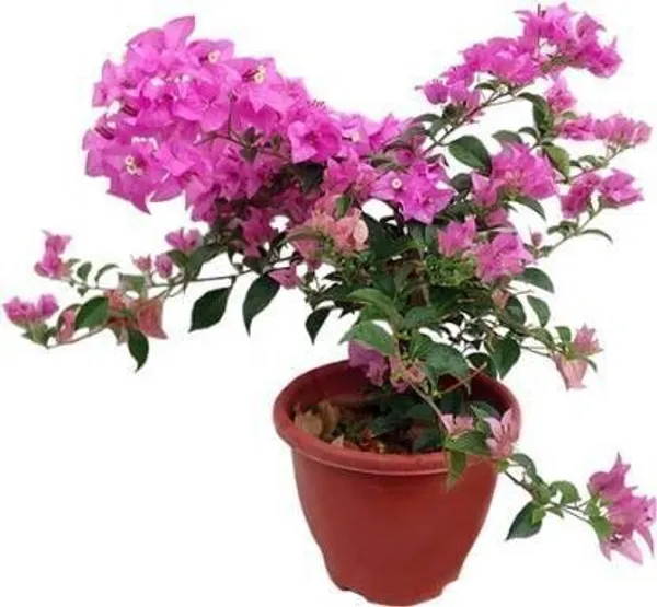 Bougainvillea_Plant_(Hybrid,_Pack_of_1)