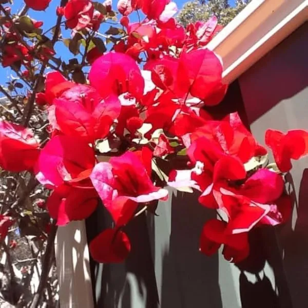 Bougainvillea_Plant_(Hybrid,_Pack_of_1)