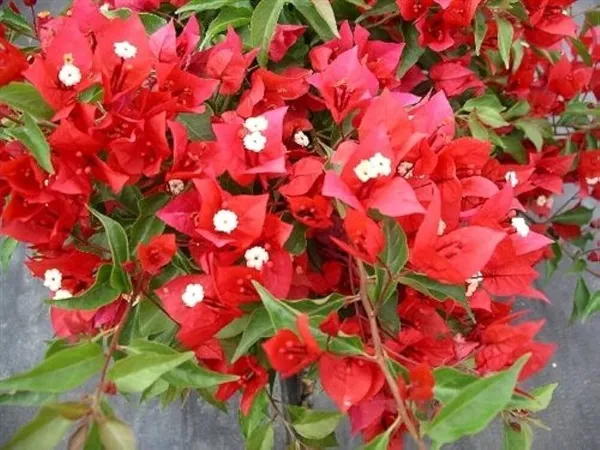 Bougainvillea_Plant_(Hybrid,_Pack_of_1)