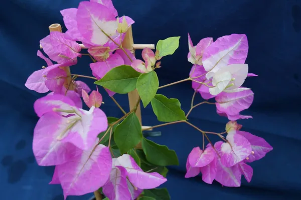 Bougainvillea_Plant_(Hybrid,_Pack_of_1)