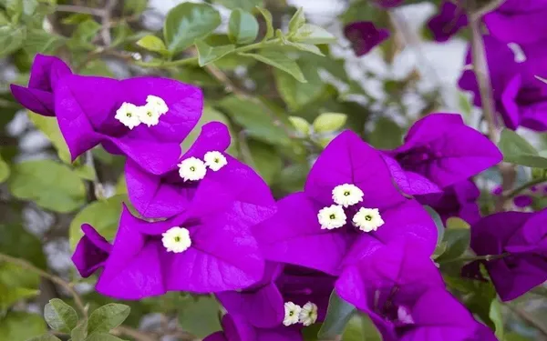 Bougainvillea_Plant_(Hybrid,_Pack_of_1)