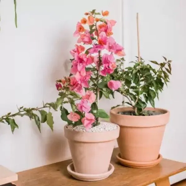 Bougainvillea_Plant_(Hybrid,_Pack_of_1)