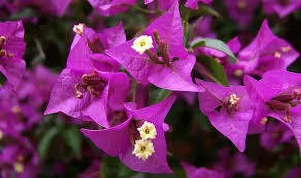 Bougainvillea_Plant_(Hybrid,_Pack_of_1)