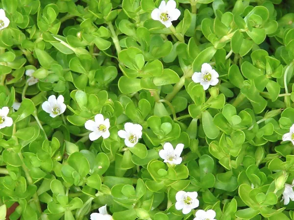 Bacopa_Monnieri_(Hybrid,_Pack_of_1)