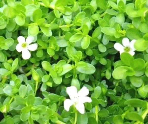 Bacopa_Monnieri_(Hybrid,_Pack_of_1)