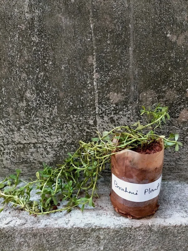 Bacopa_Monnieri_(Hybrid,_Pack_of_1)
