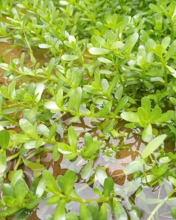 Bacopa_Monnieri_(Hybrid,_Pack_of_1)