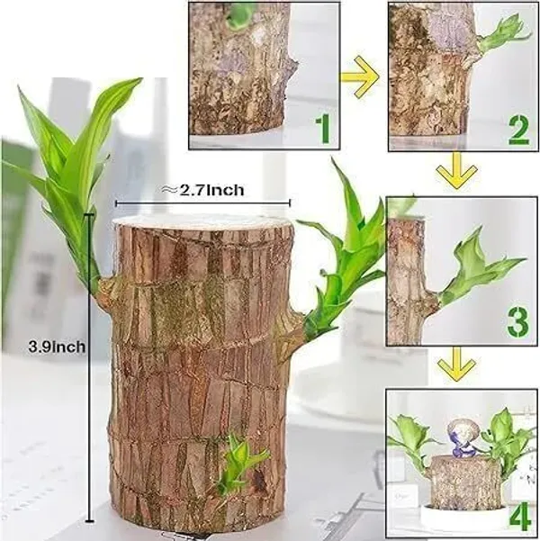 Mini_Brazalian_wood_(Hybrid,_Pack_of_1)