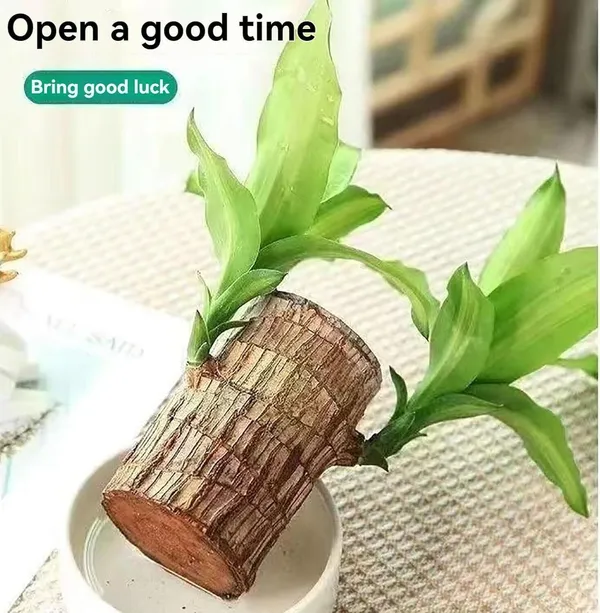 Mini_Brazalian_wood_(Hybrid,_Pack_of_1)