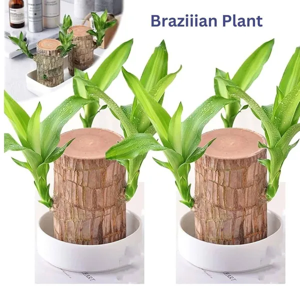 Mini_Brazalian_wood_(Hybrid,_Pack_of_1)