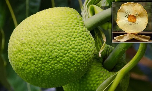 Breadfruit_Plant_(Hybrid,_Pack_of_1)