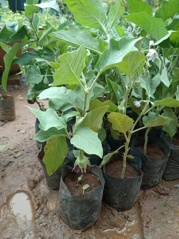 Brinjal_(Hybrid,_Pack_of_1)