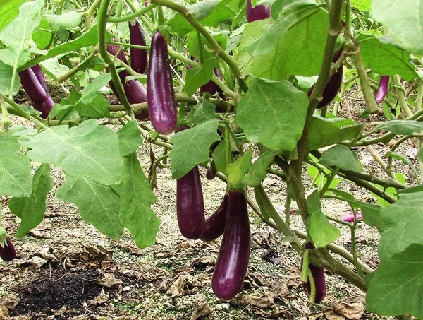 Brinjal_(Hybrid,_Pack_of_1)